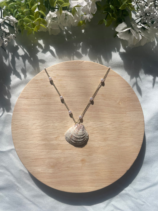 Cross Barred Venus Shell Necklace